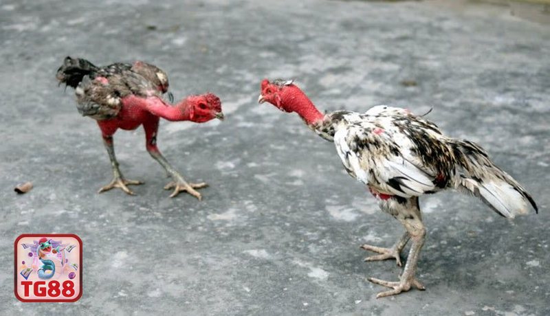 Đá Gà WS168 - Đá Gà WS168 là gì? Tổng quan sảnh đấu tại TG88 Đá Gà WS168 - Đá Gà WS168 là gì? Tổng quan sảnh đấu tại TG88