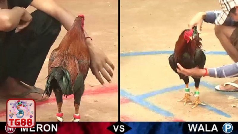 Đá Gà TG88 - Đá gà cựa sắt Đá Gà TG88 - Đá gà cựa sắt