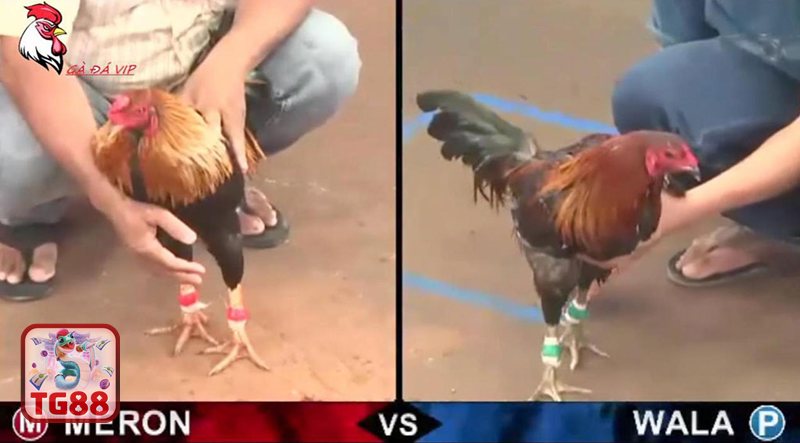 Đá Gà WS168 - Sơ lược cách tham gia và theo dõi trận đấu Đá Gà WS168 - Sơ lược cách tham gia và theo dõi trận đấu