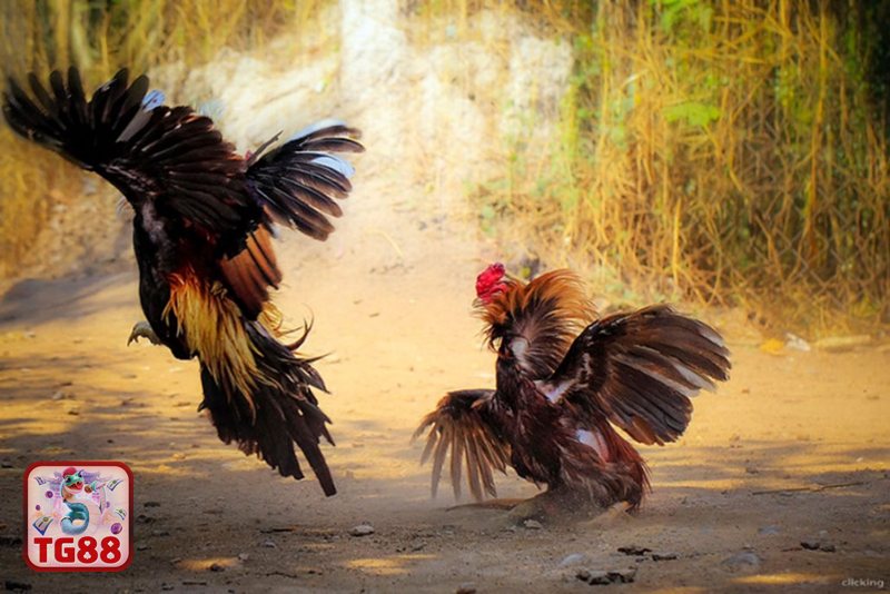 Đá Gà WS168 - Kèo cược đa dạng, dễ chọn theo phong cách người chơi Đá Gà WS168 - Kèo cược đa dạng, dễ chọn theo phong cách người chơi