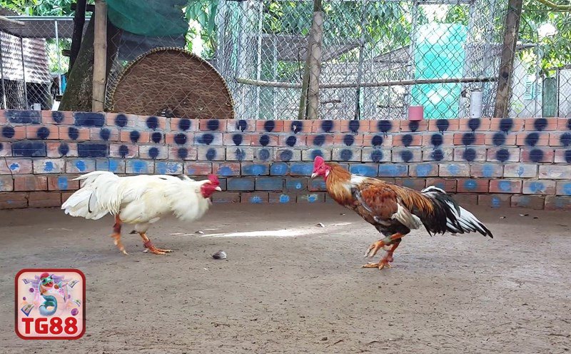 Thuật ngữ đá gà - Quần sương Thuật ngữ đá gà - Quần sương