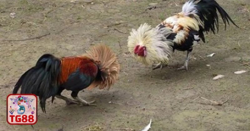 Thuật ngữ đá gà - Cáp độ Thuật ngữ đá gà - Cáp độ