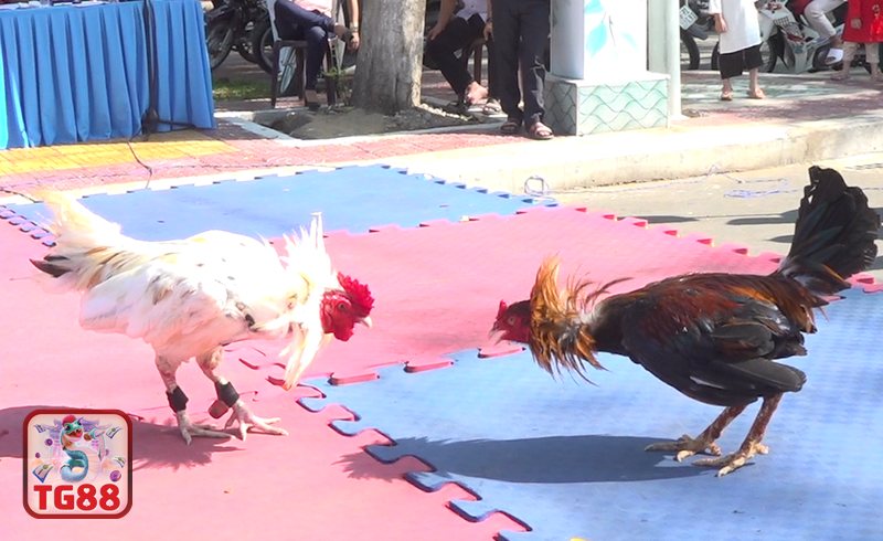 Đá Gà Cựa Sắt - Điểm khác biệt tạo nên sức hấp dẫn Đá Gà Cựa Sắt - Điểm khác biệt tạo nên sức hấp dẫn