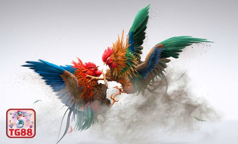 Đá gà cựa dao - Nguy cơ bị lợi dụng bởi nội dung giả mạo